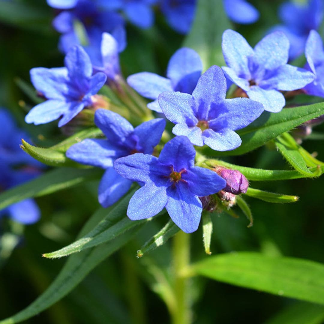 carrasquilla azul