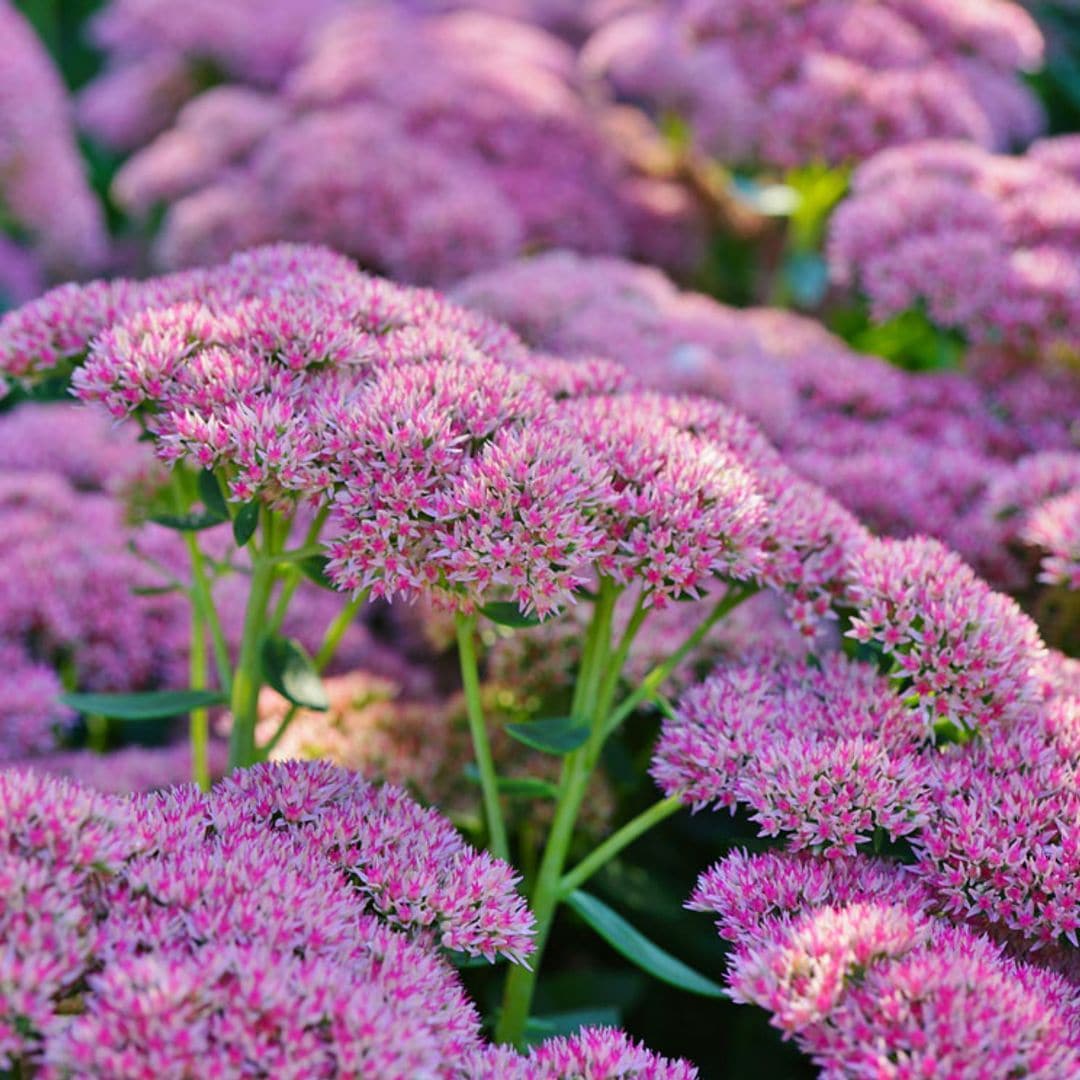 Sedum de otoño, una preciosa suculenta que cautiva por la floración y su fácil mantenimiento