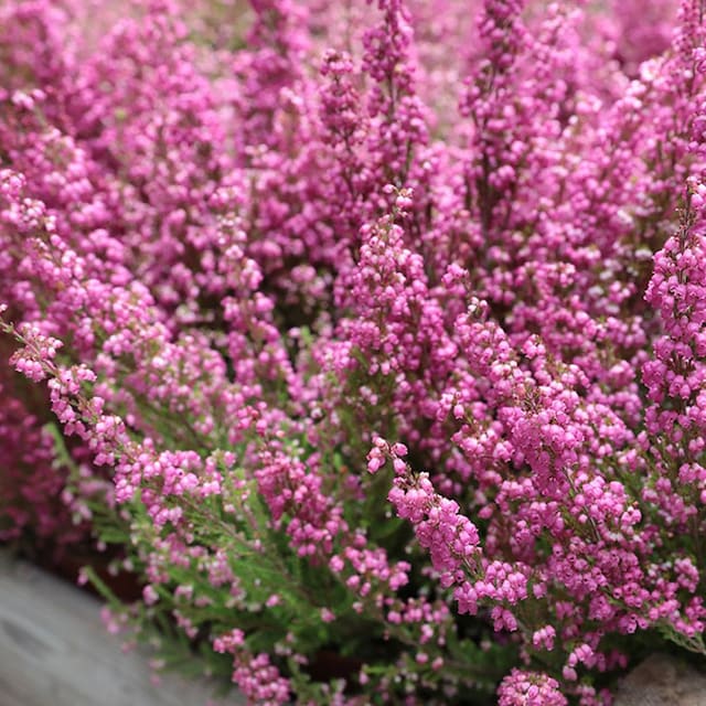 cuidados brezo rosa