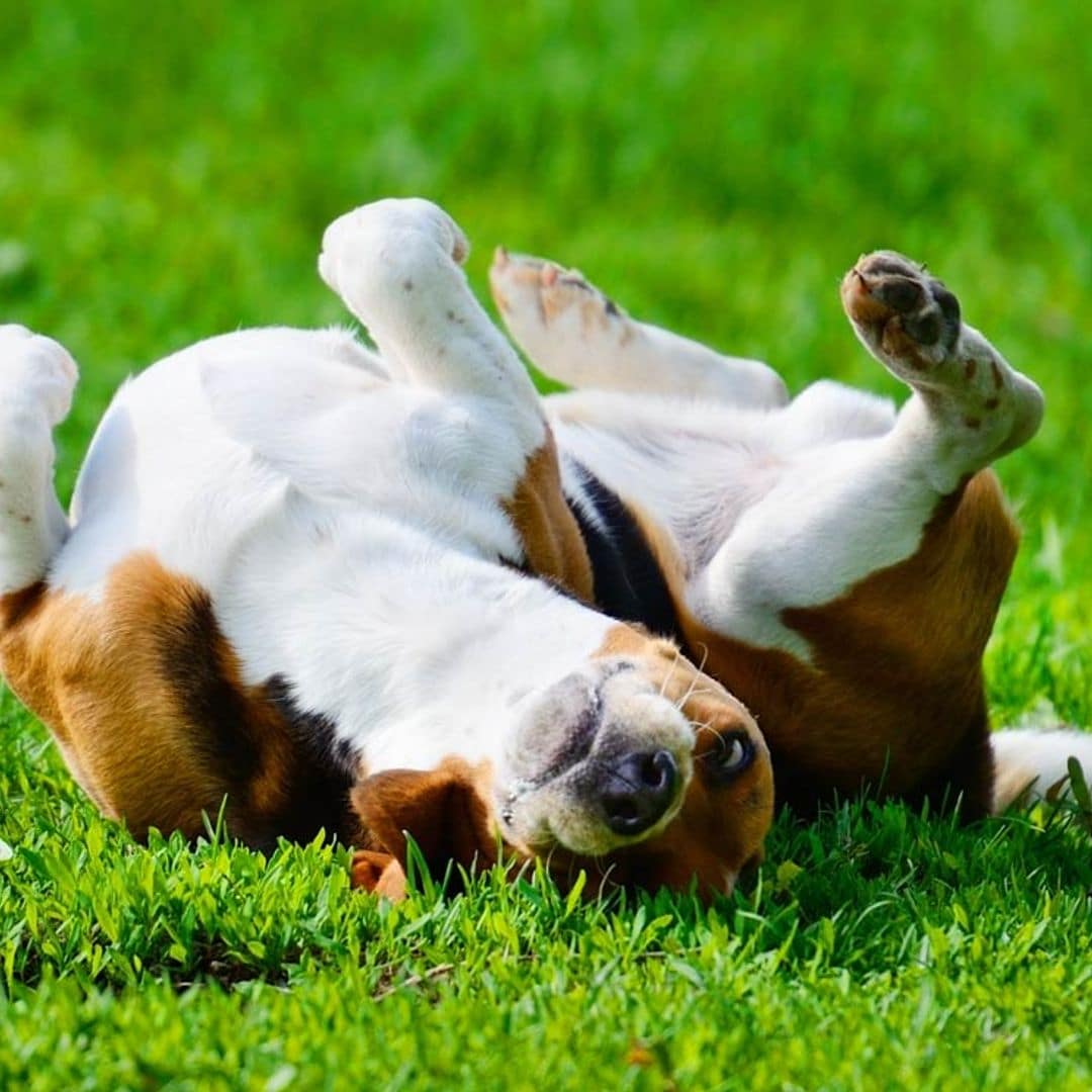 Las causas por las que tu perro se restriega en las heces o en animales muertos