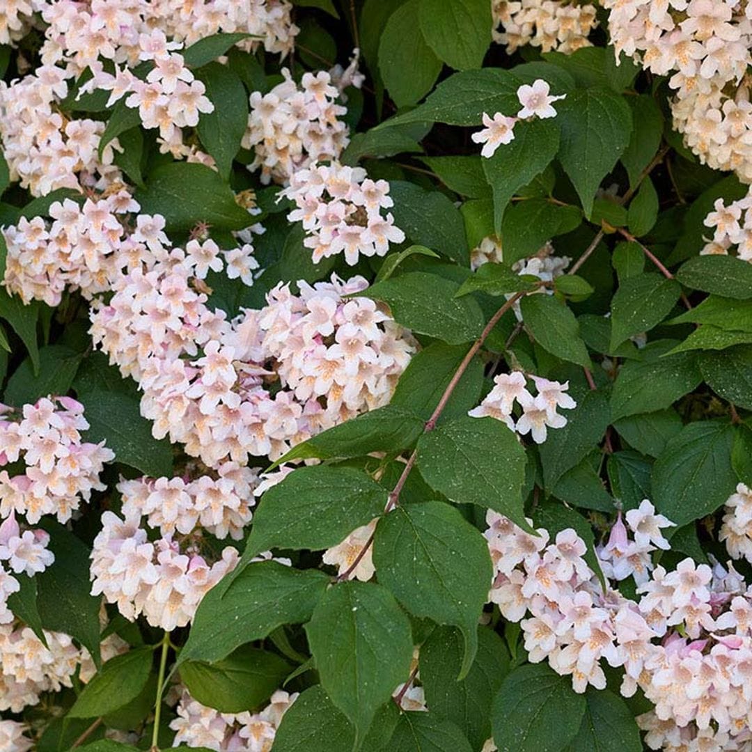 Abelia, un arbusto ornamental perfecto para tu jardín