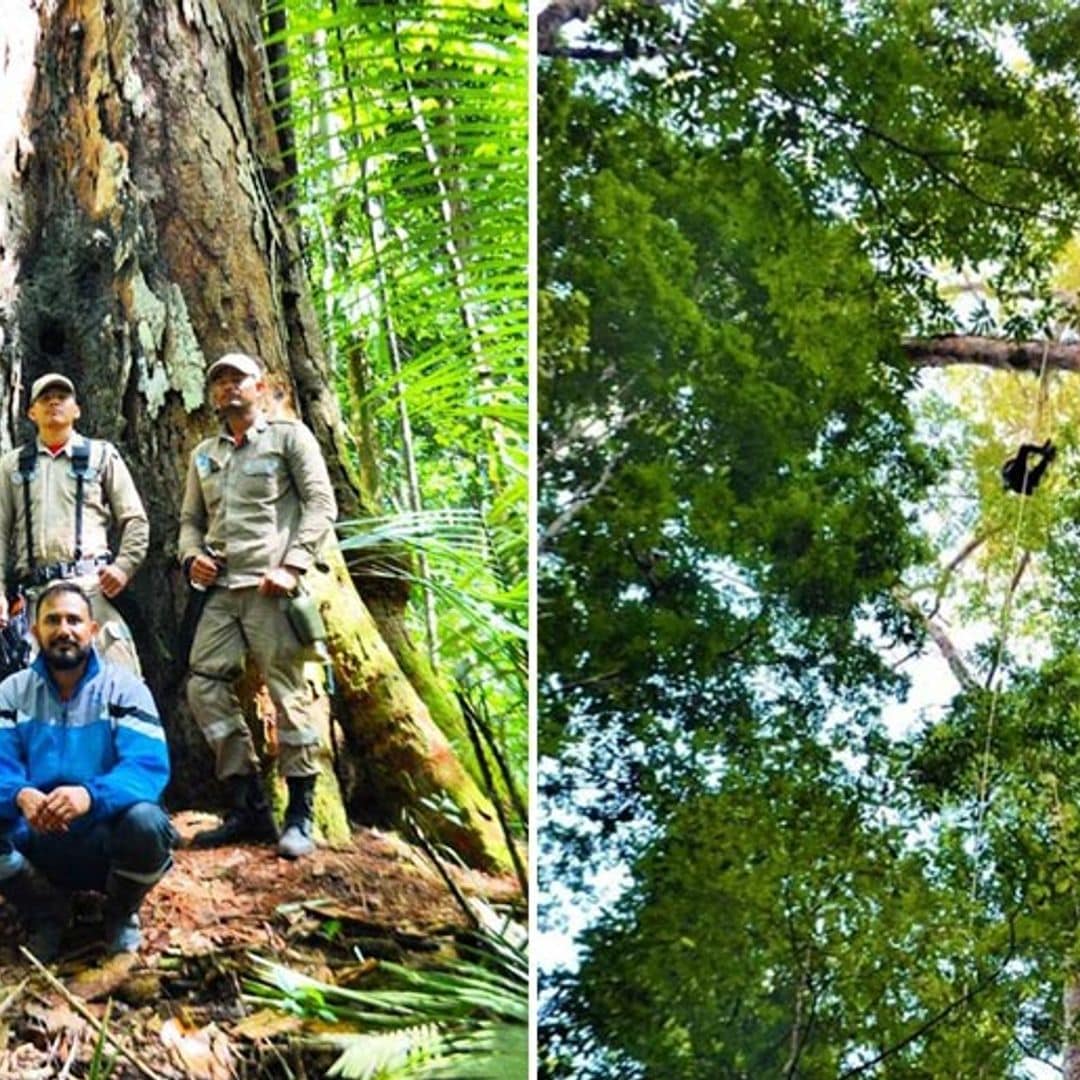 El árbol más alto del Amazonas sobrevivió a pesar de los fuertes incendios en la zona