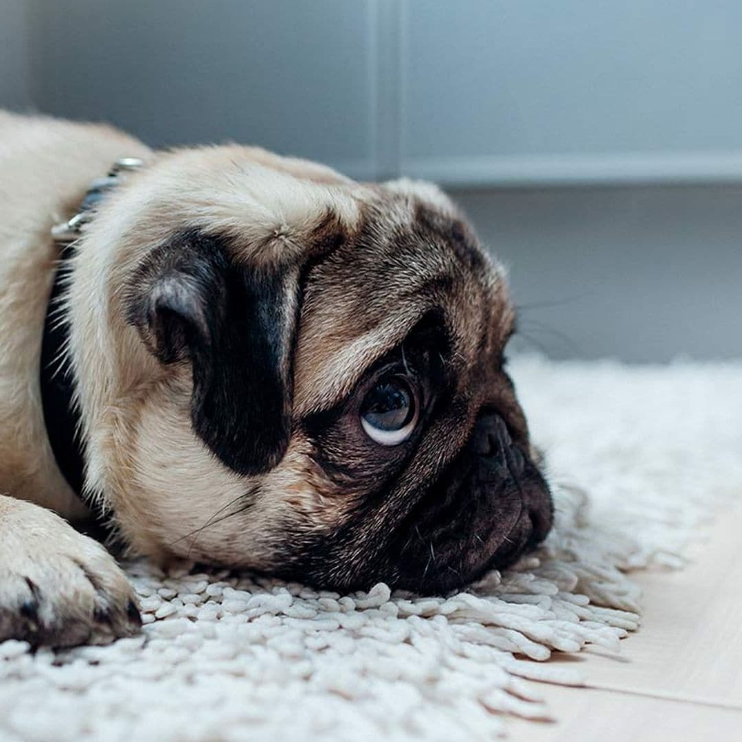 ¿Qué pasa cuando a un perro le educamos con castigos?