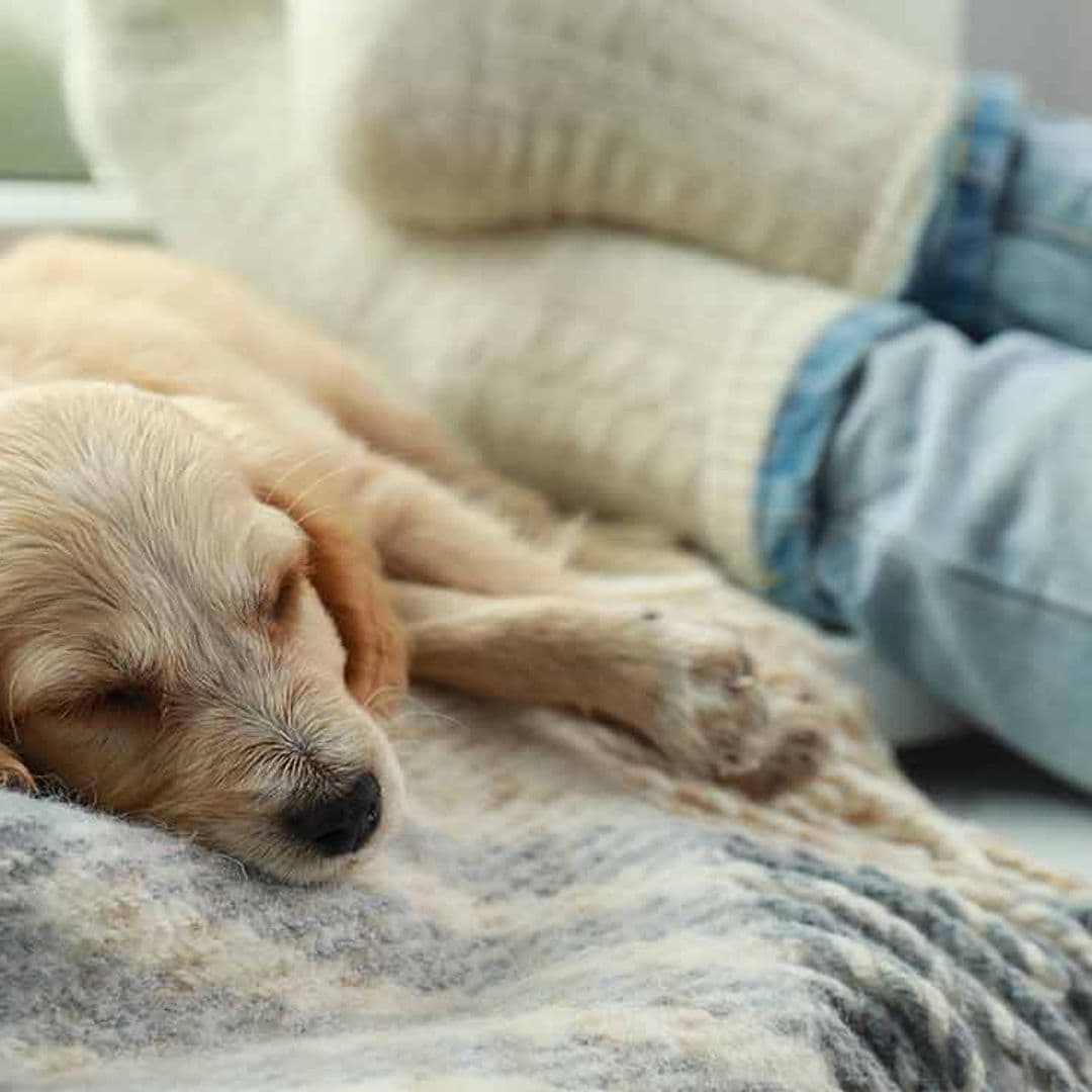 Tu perro no duerme contigo por amor, sino para alcanzar la fase REM