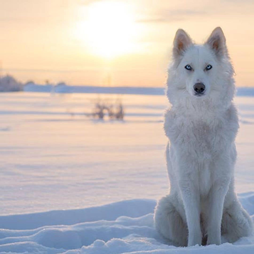 Las razas de perro más parecidas al lobo