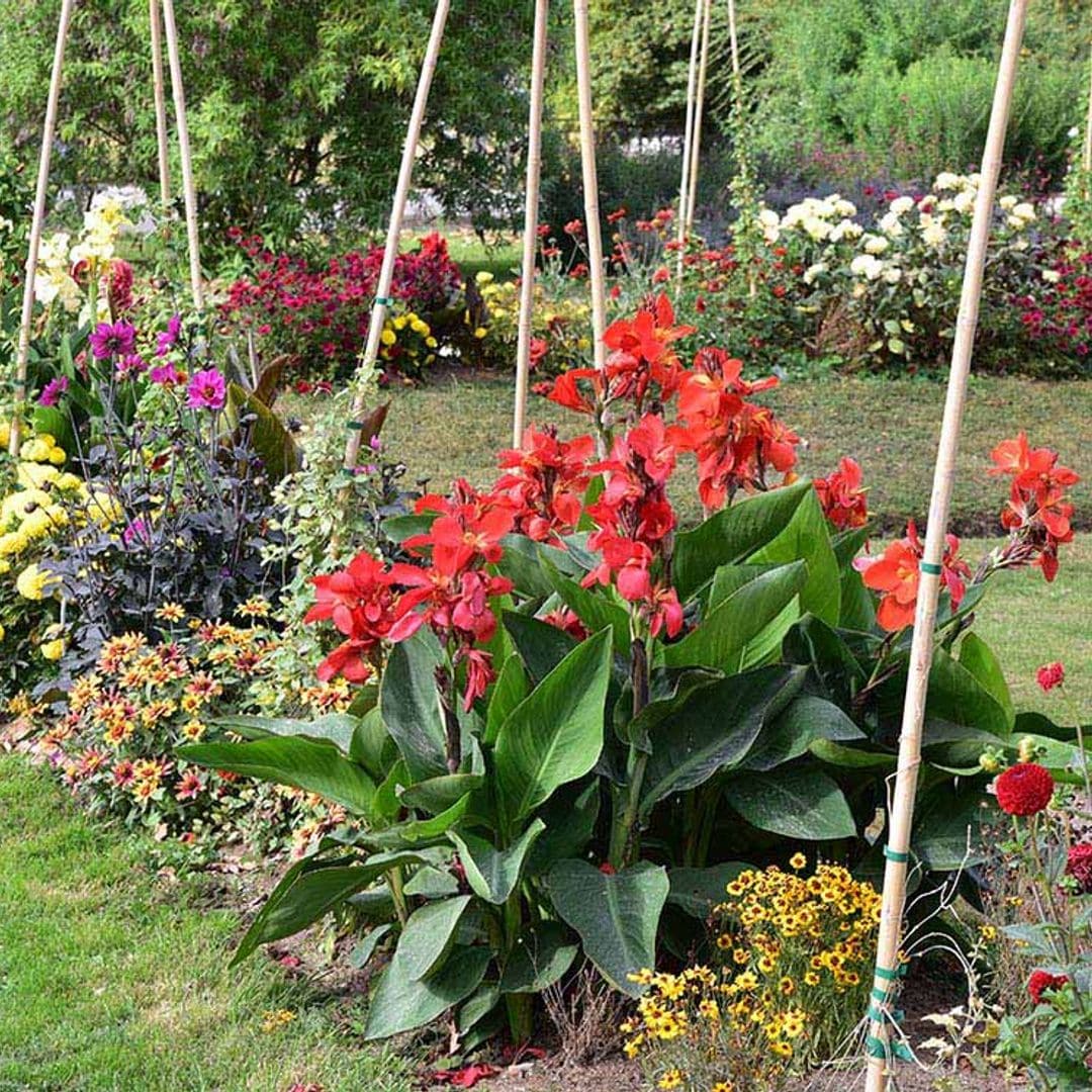 Todo lo que tienes que saber para entutorar las plantas del jardín y del huerto