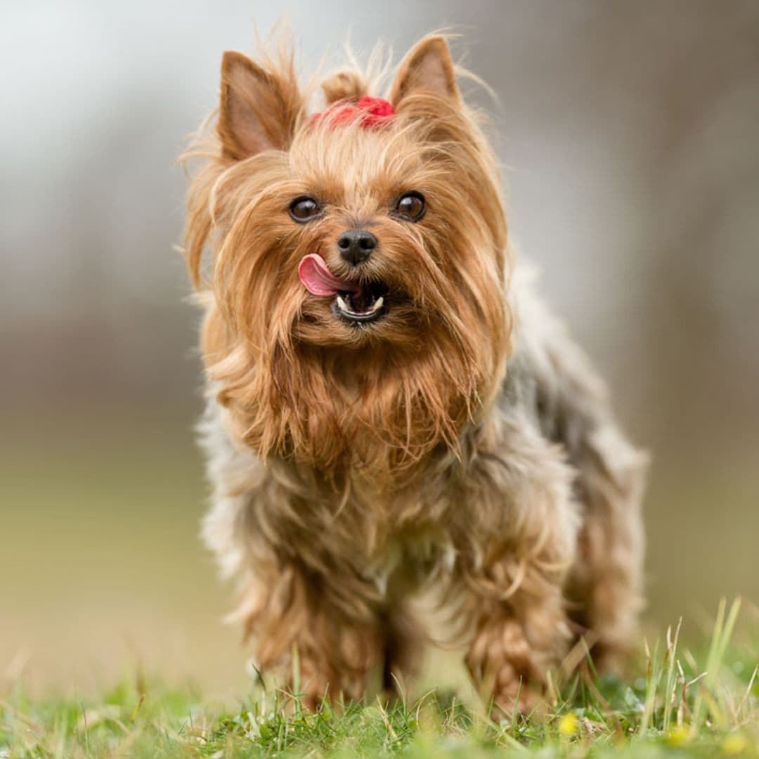 Por qué el yorkshire terrier puede convertirse en tu mascota perfecta