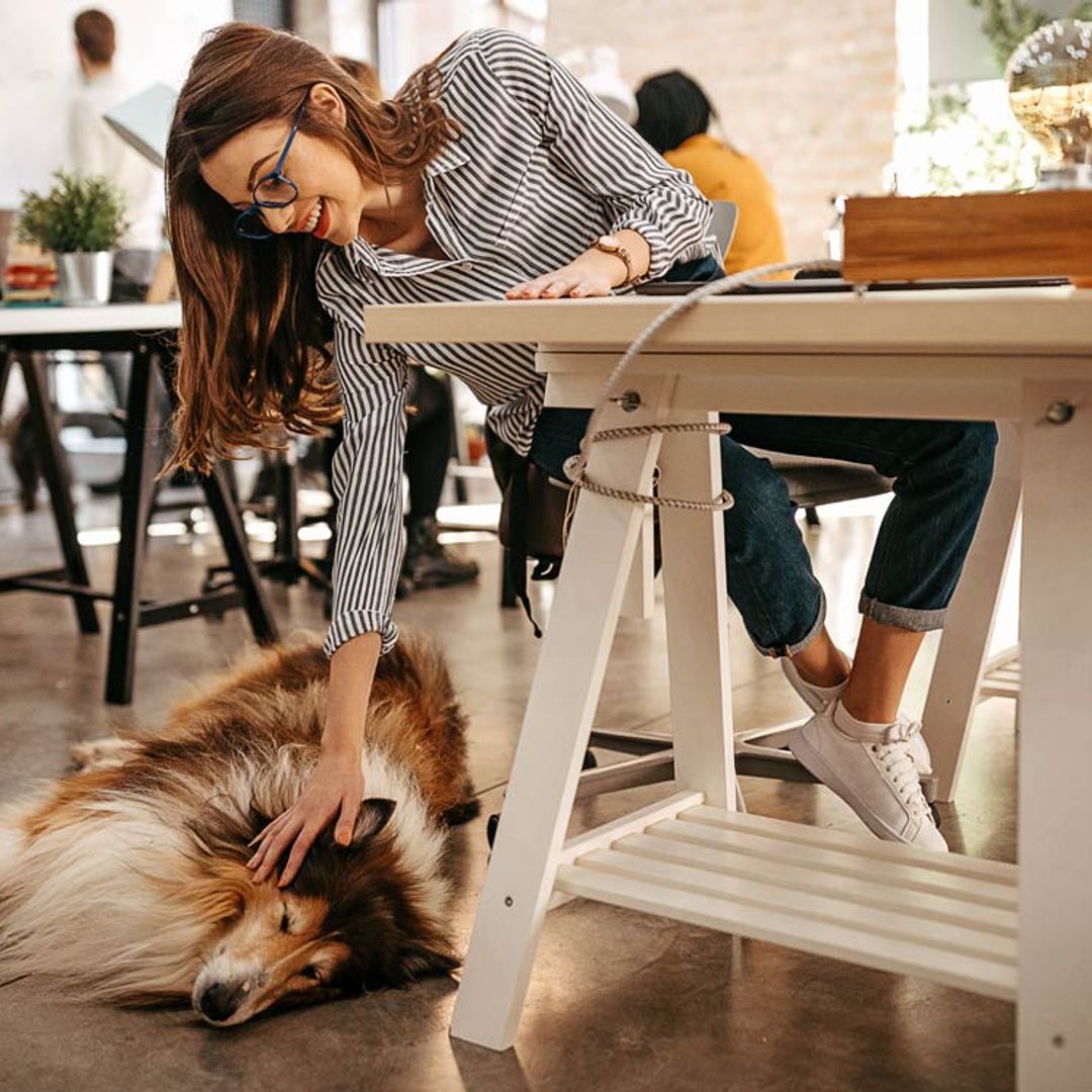 ¿Es verdad que los perros pueden reducir el estrés laboral?