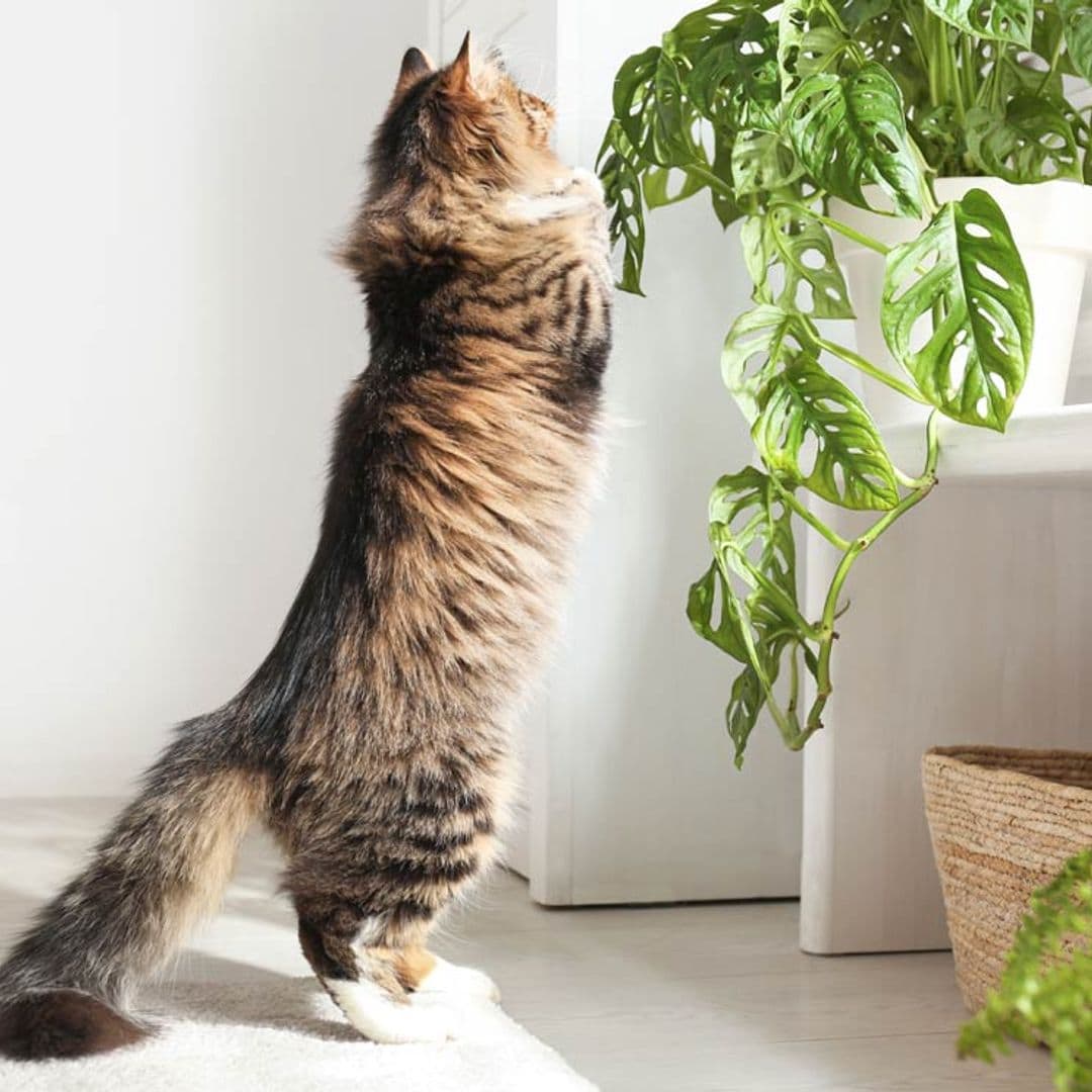 plantas gato