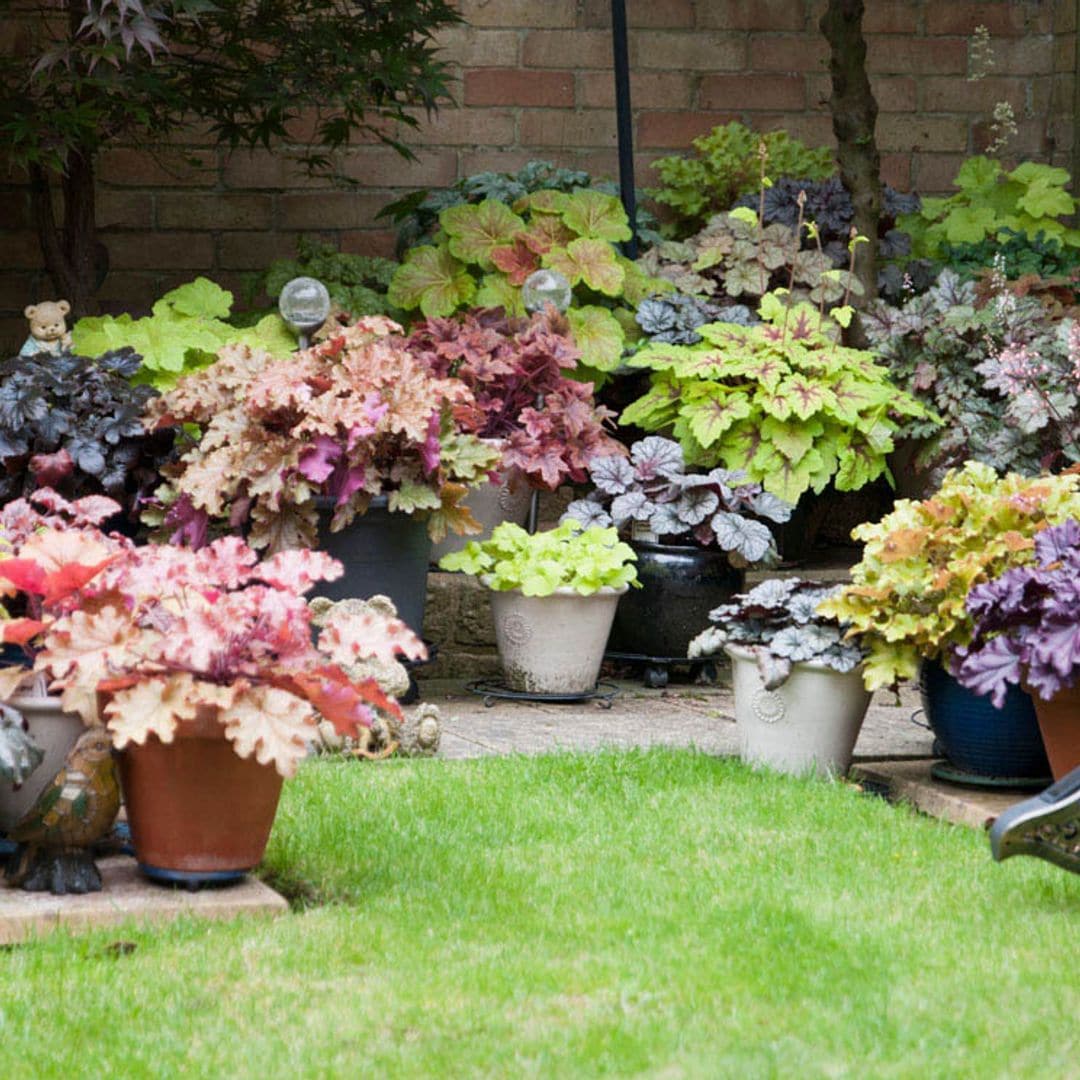 Un despliegue cromático todo el año con las heucheras, unas plantas de follaje espectacular