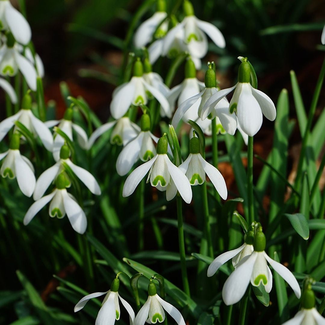 Cultiva ahora las campanillas de invierno y disfruta de su floración a finales del invierno