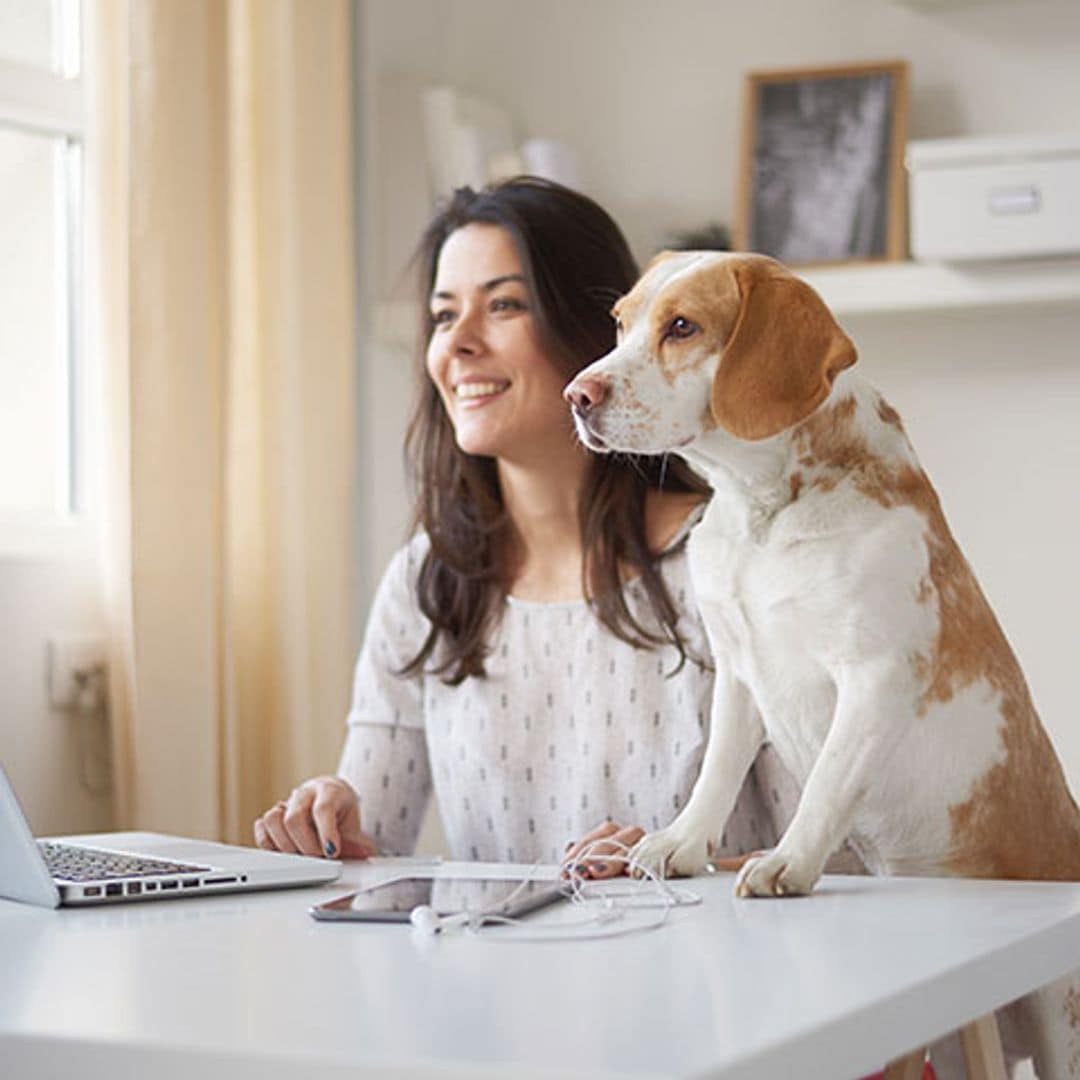 Díselo a tu jefe: esto pasará si te llevas a tu perro al trabajo