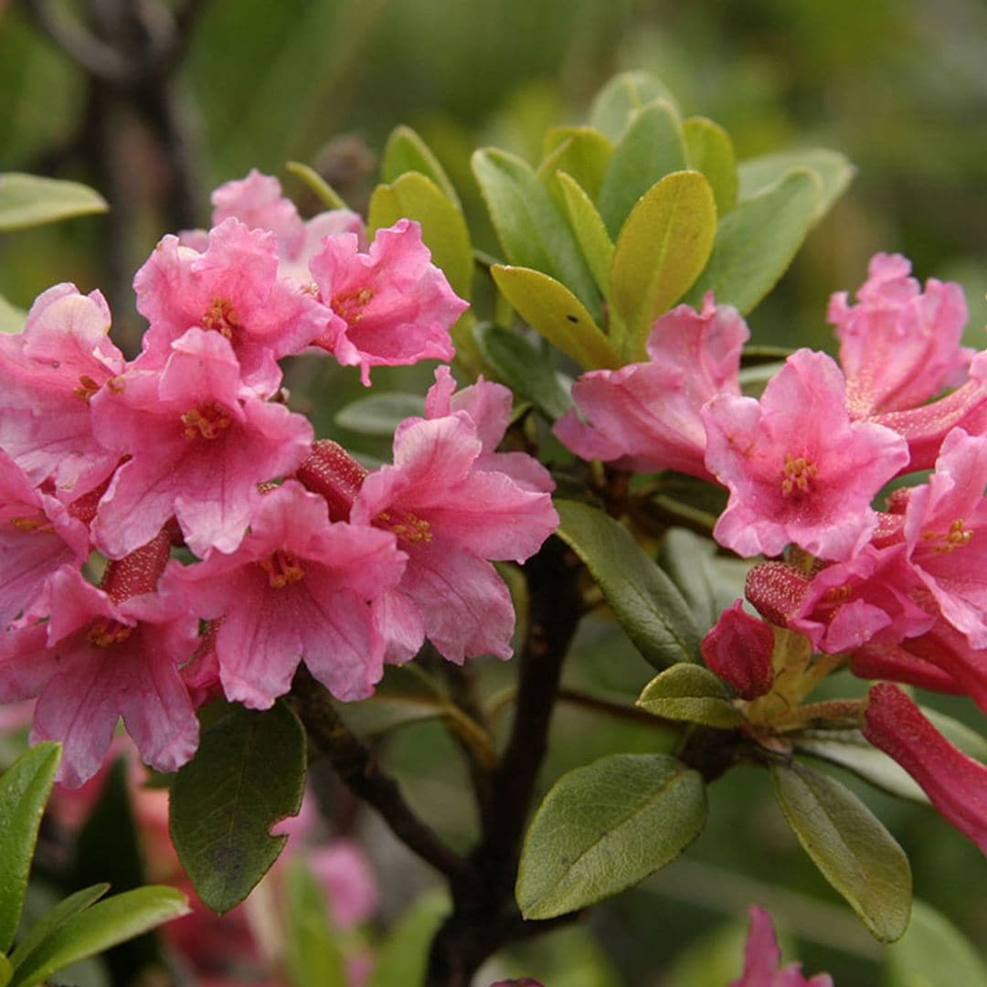 Descubre todos los cuidados que has de darle a tus rododendros