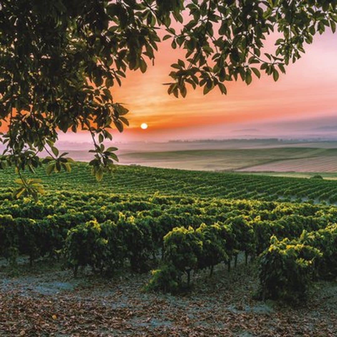 Paisaje de viñedos en Jerez de la Frontera, Cádiz