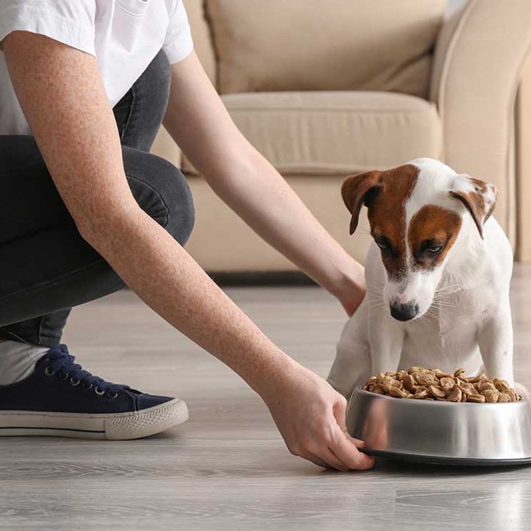 Alimentación alternativa para perros: de moda pero perjudicial