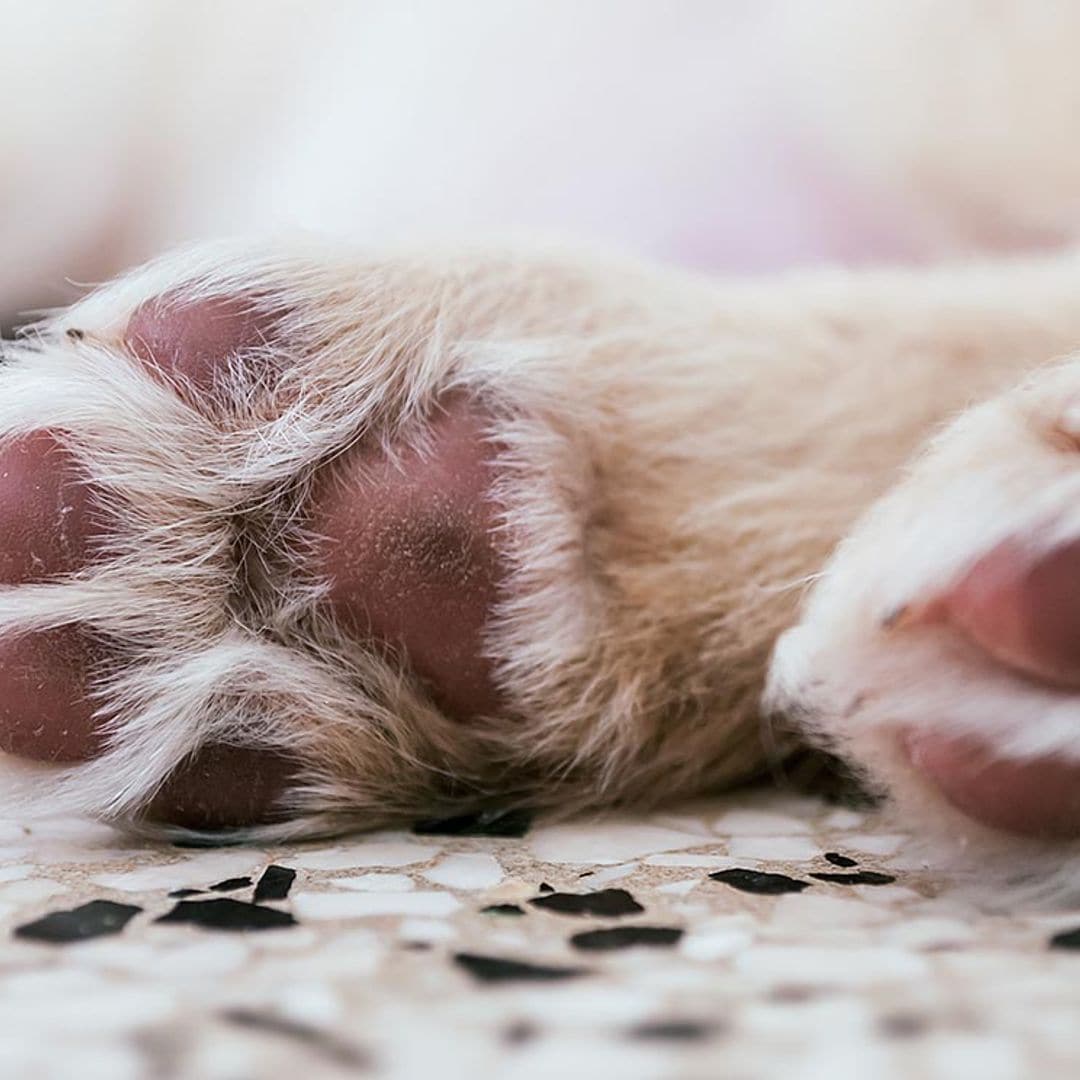 Con el calor llegan las quemaduras en las almohadillas de tu perro