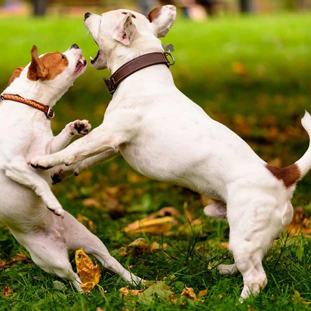 ¿Sabrías reaccionar si un perro ataca al tuyo?