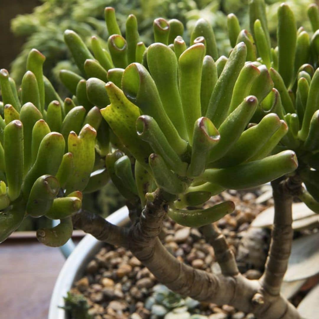 crassula ovata gollum