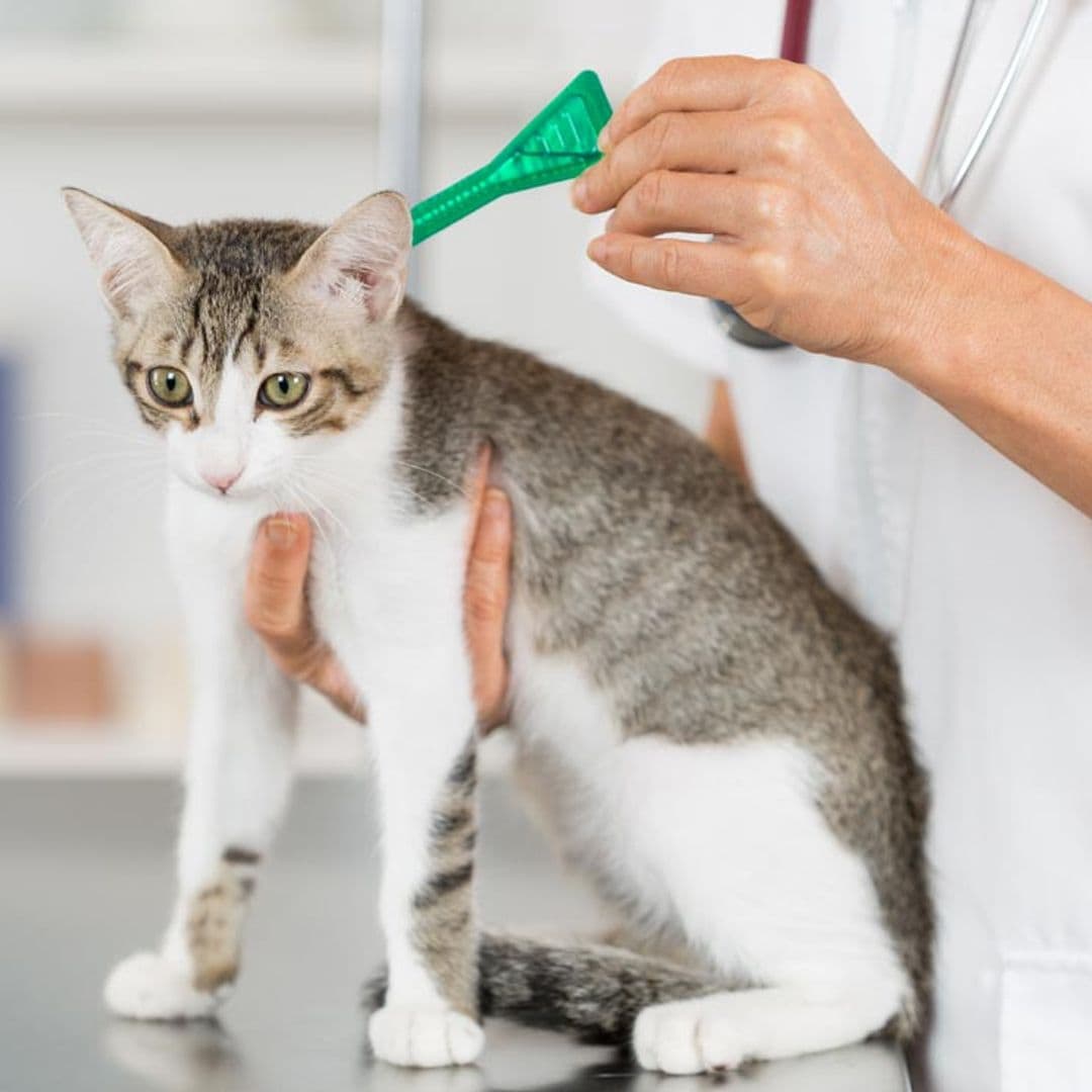 Por qué es importante elegir bien los antiparasitarios para perros y gatos cuando llega el calor