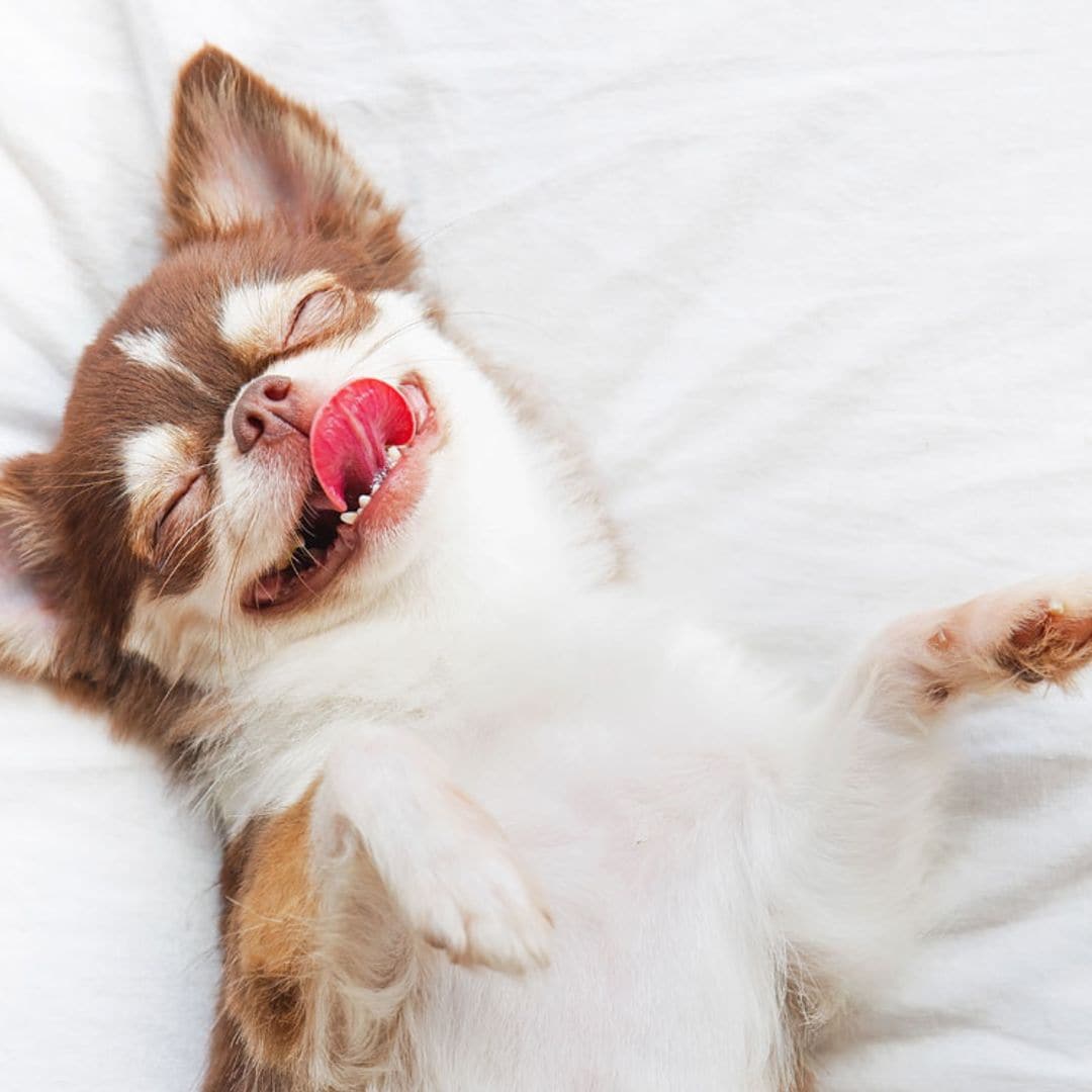 Las razas de perro a las que más les gusta dormir