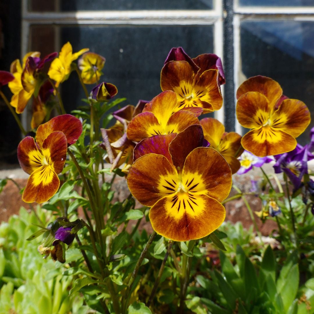 10 plantas para decorar el alféizar de la ventana y llenar de color tu fachada