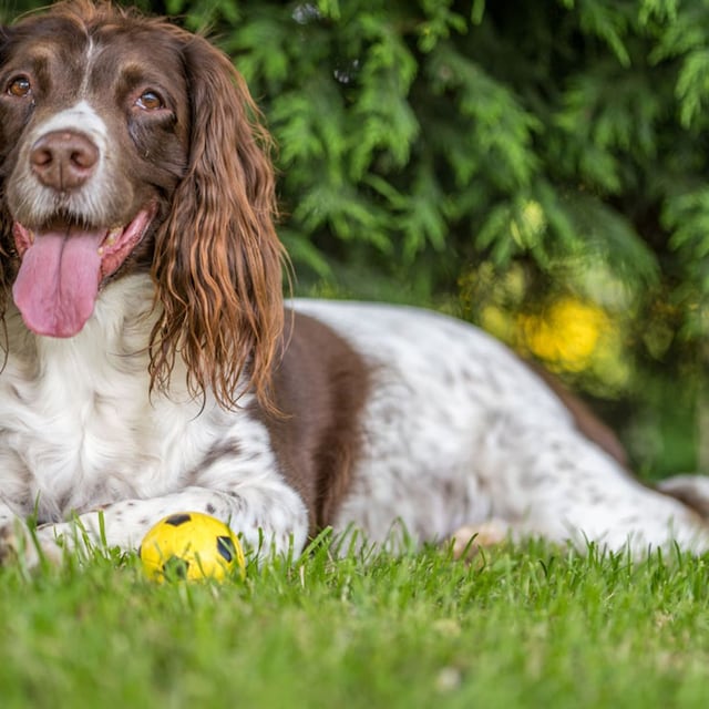 razas perro caza springer