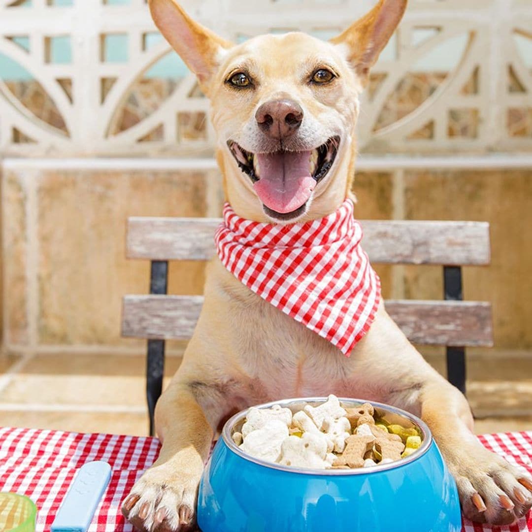 ¿Cómo elegir la mejor comida para perros?