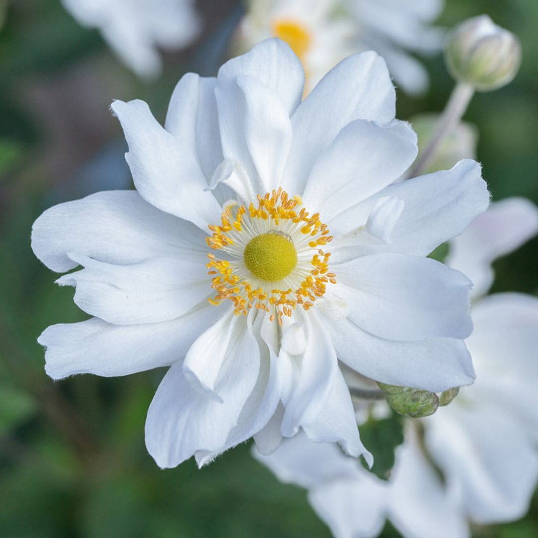 'Anemone hupehensis', una joya otoñal para el jardín por su espectacular floración