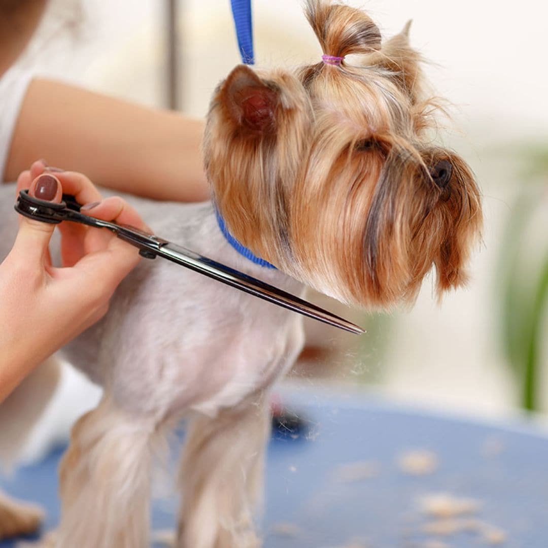 Te contamos si tienes que cortarle el pelo a tu perro para que pase menos calor