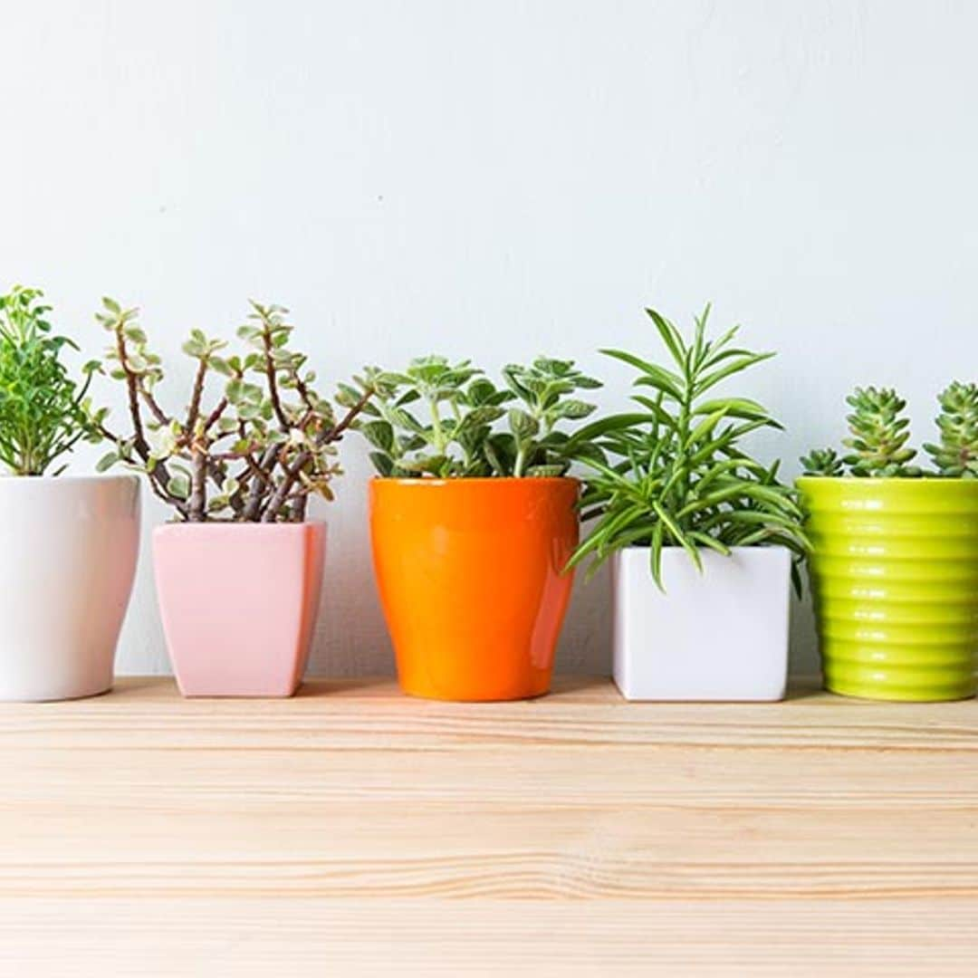 6 plantas para espacios con poca luz