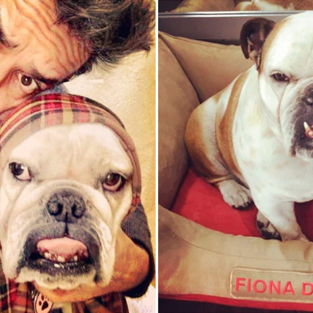 La mascota de Eugenio Derbez viaja en primera clase y ¡tiene su pasaporte!