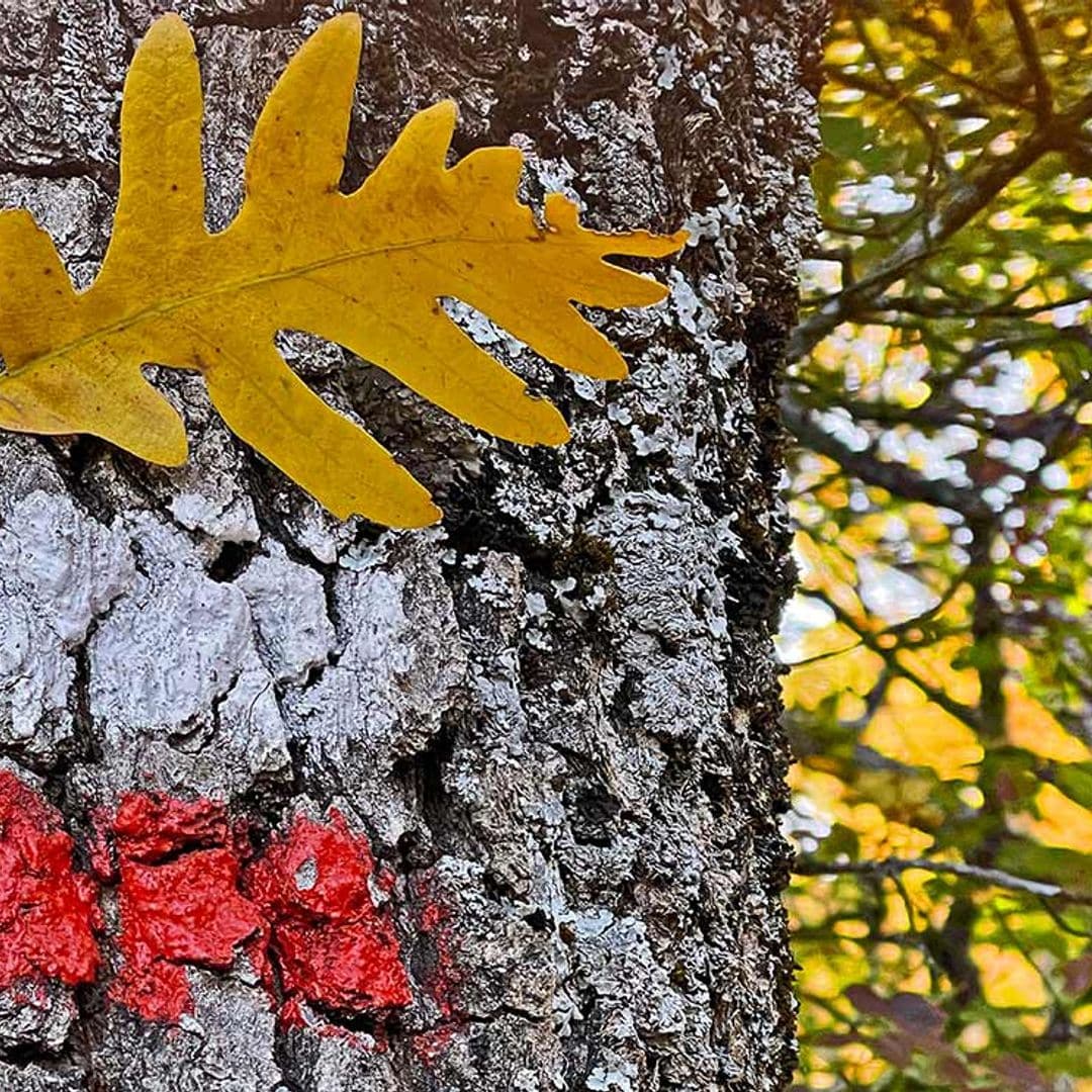 Sendas de otoño en Madrid: mucho más que el hayedo de Montejo