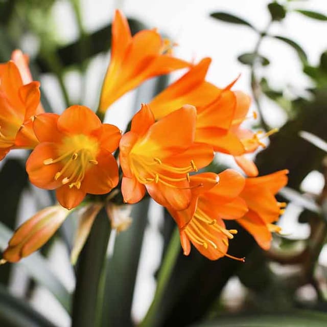 cultivar clivia