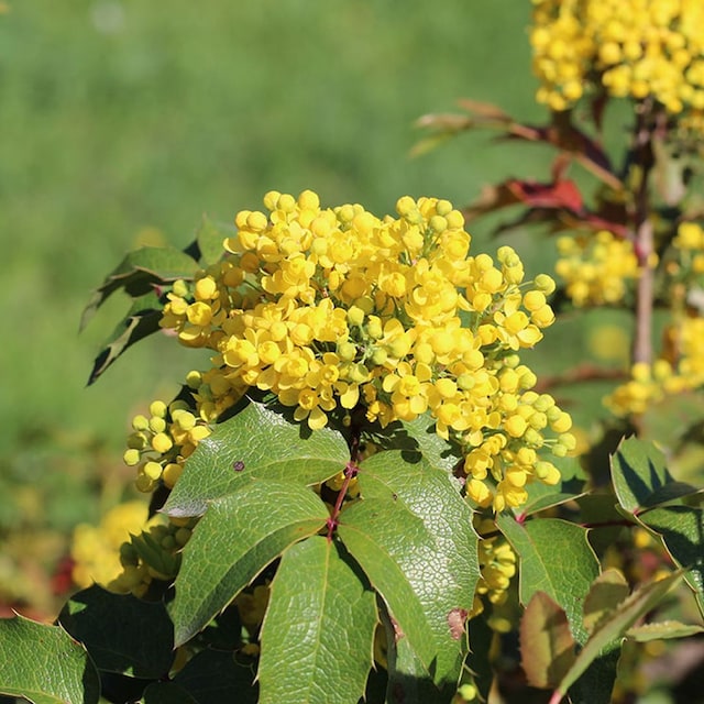 cuidados mahonia