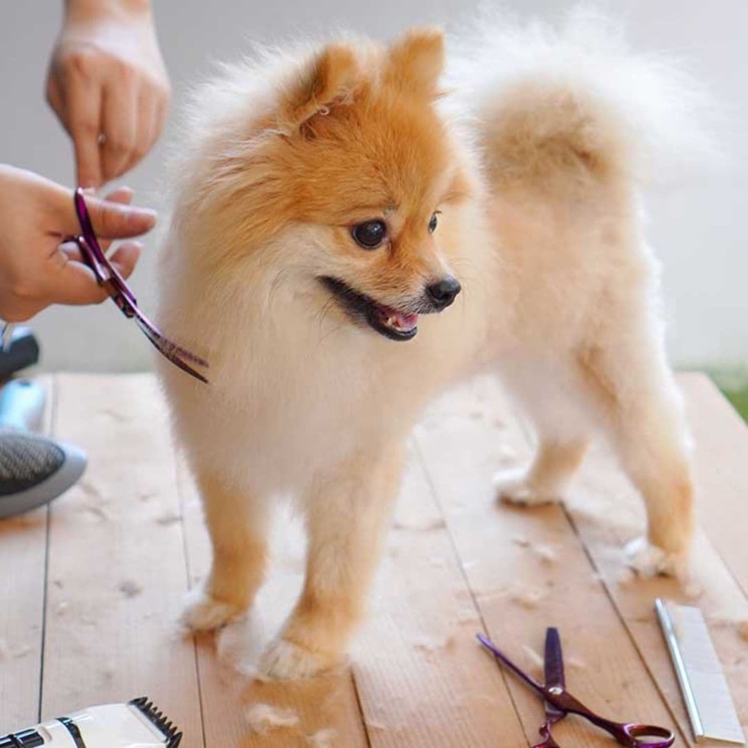 Cuidado con los cortes de pelo caninos en invierno