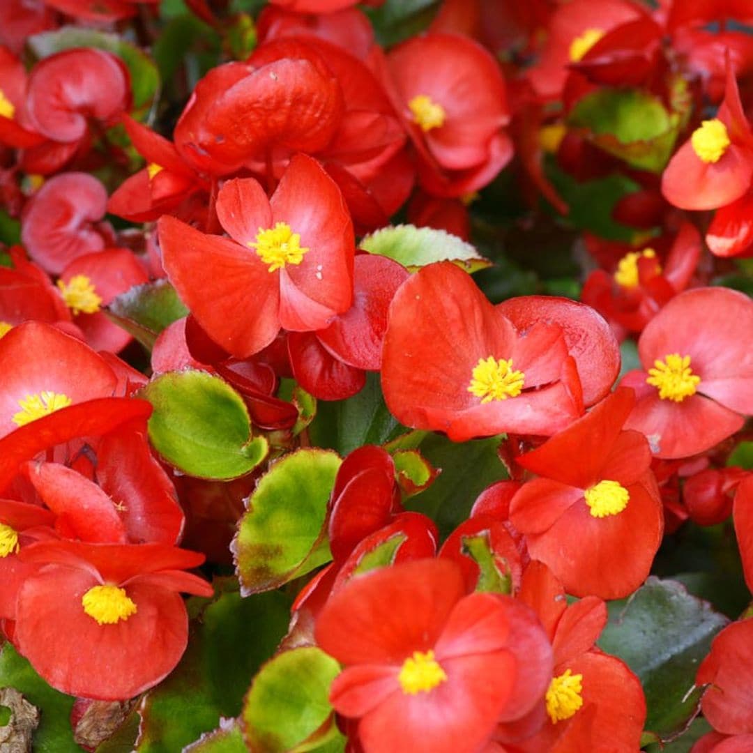 begonias