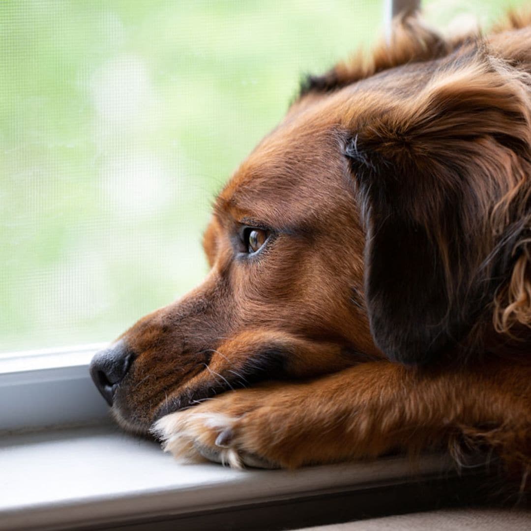 ¿Sufrirán ansiedad nuestras mascotas cuando acabe la crisis del coronavirus?