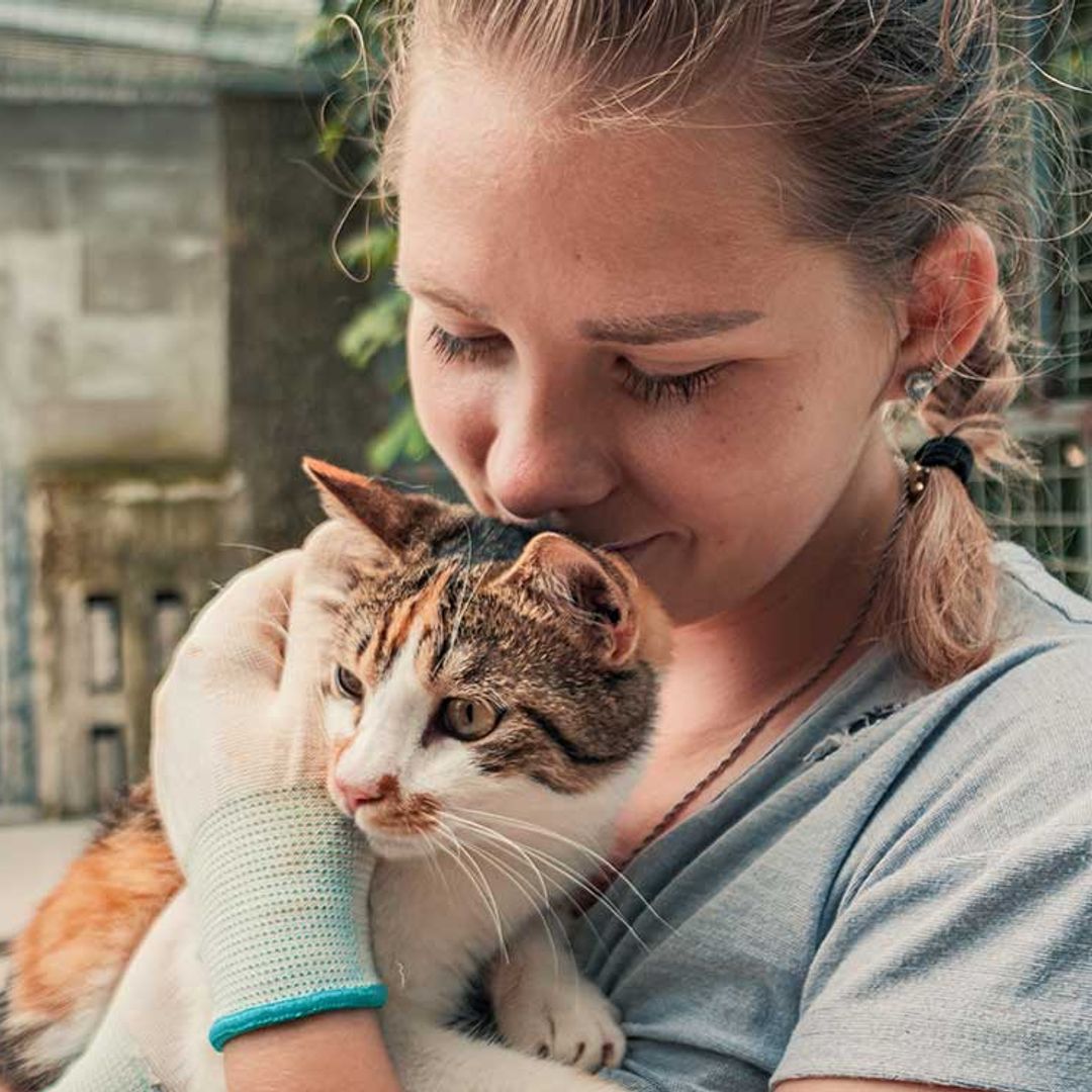 Pasos que debes dar si se pierde tu gato