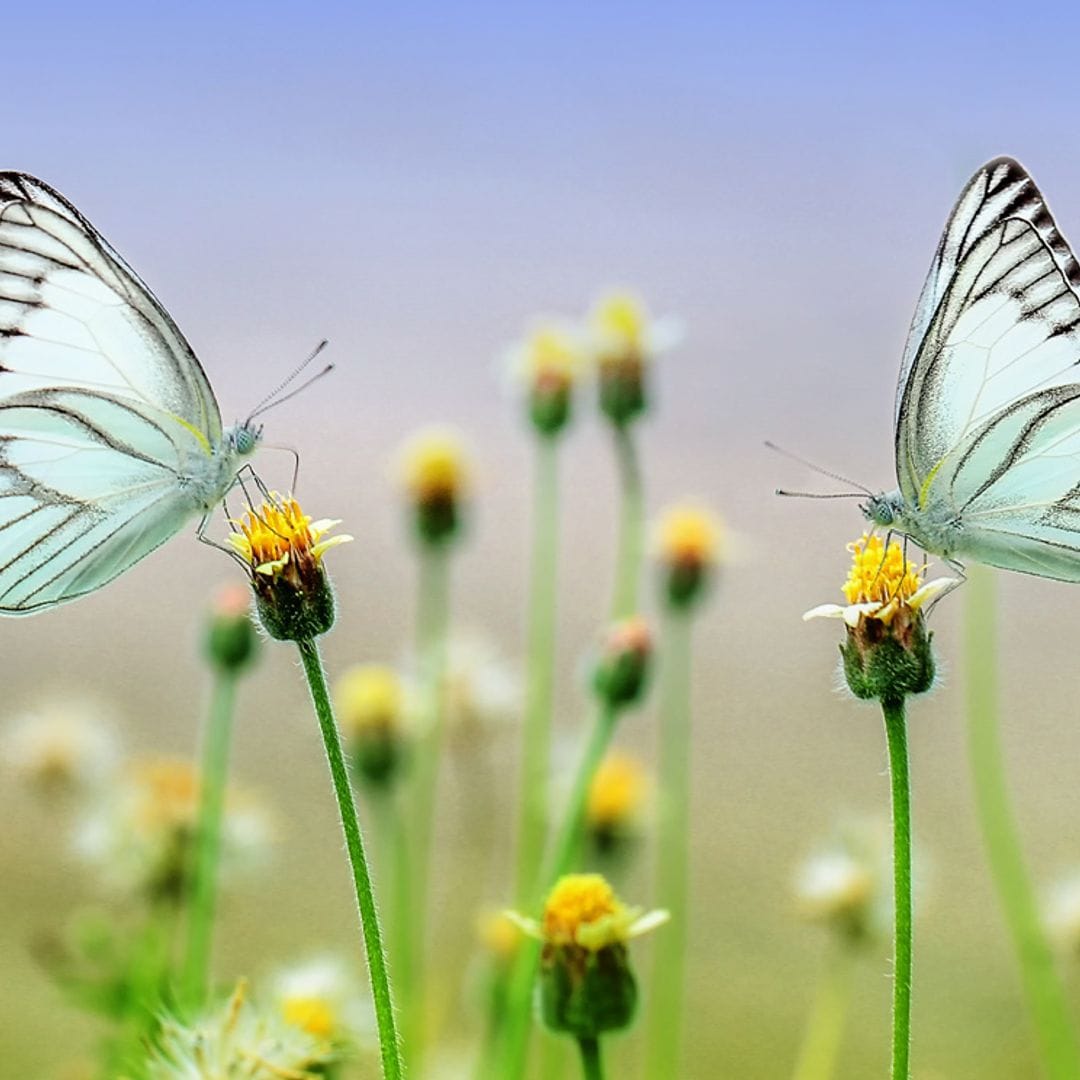 Plantas con flores para atraer a las mariposas y generar biodiversidad en tu jardín