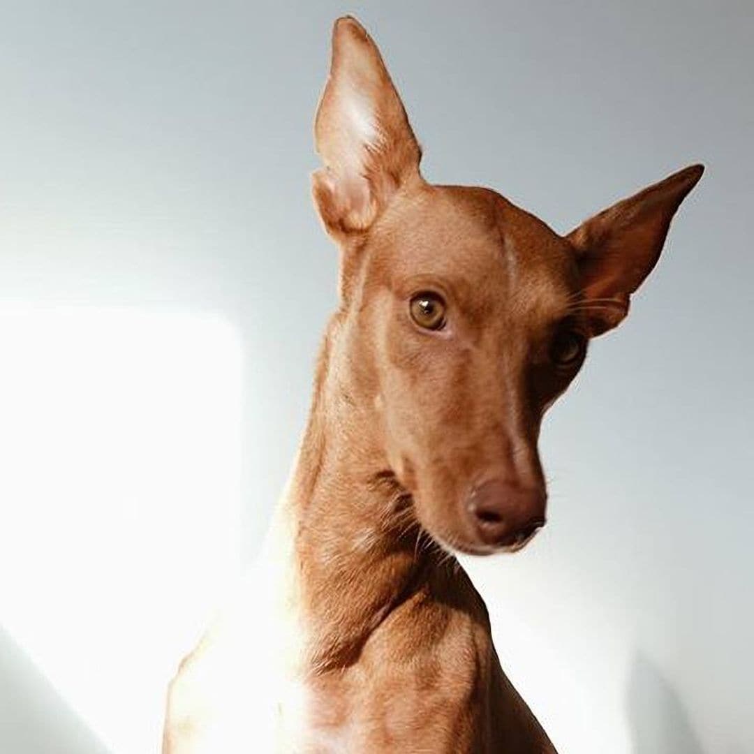 Podenco canario, una raza con mucha historia, perfecta para personas activas