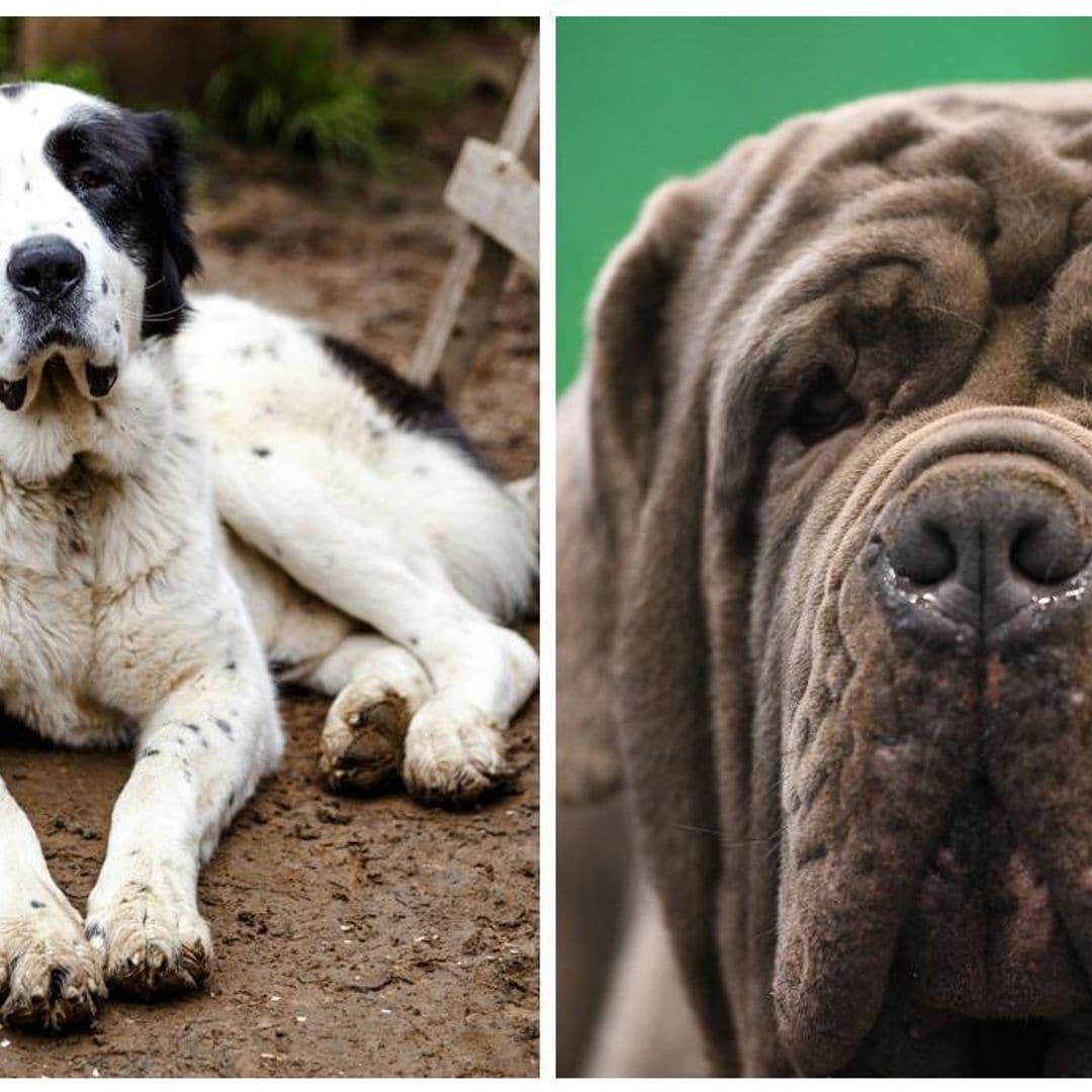 Estas son las razas de perro más grandes del mundo