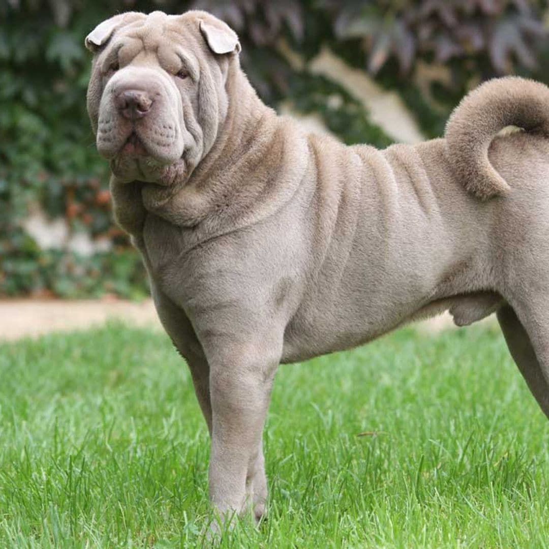 El shar pei, un perro fiel de carácter tranquilo y equilibrado