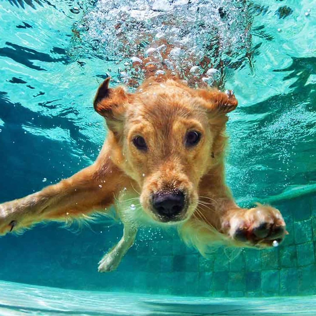 ¿Los perros saben nadar de forma natural?