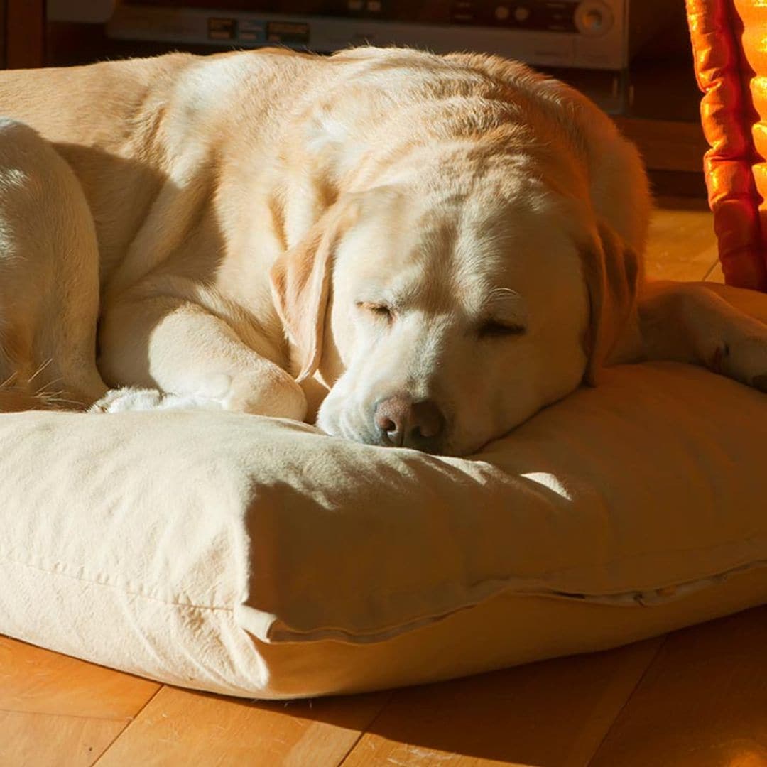 Estos cuidados nocturnos cambian cuando tu perro se hace mayor