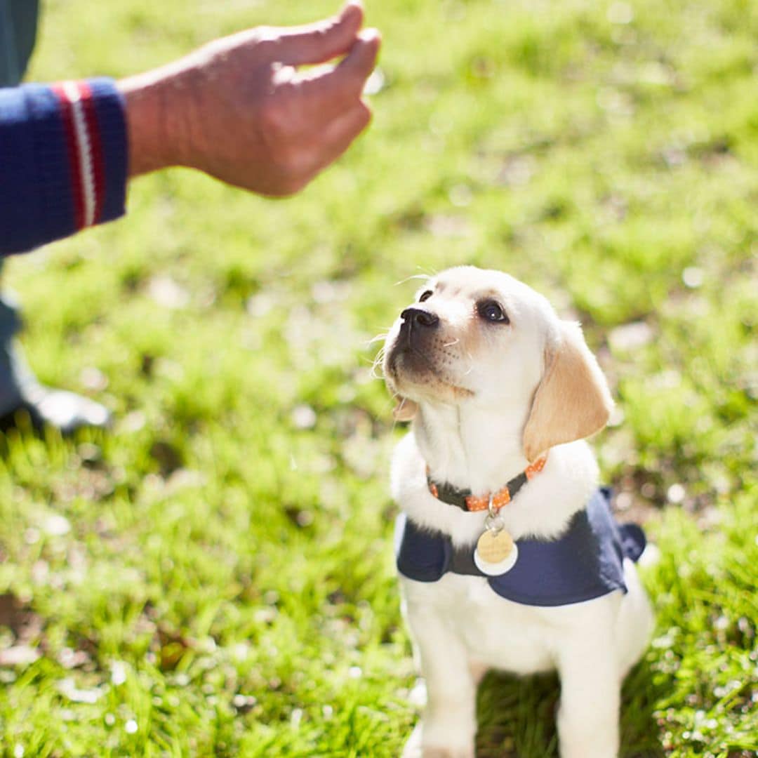 ¿Cachorro nuevo en casa? Estos son los productos más útiles para educarle