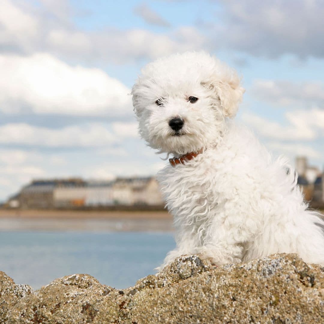 El bichón frisé, un pequeño amor 'todoterreno', inteligente y juguetón