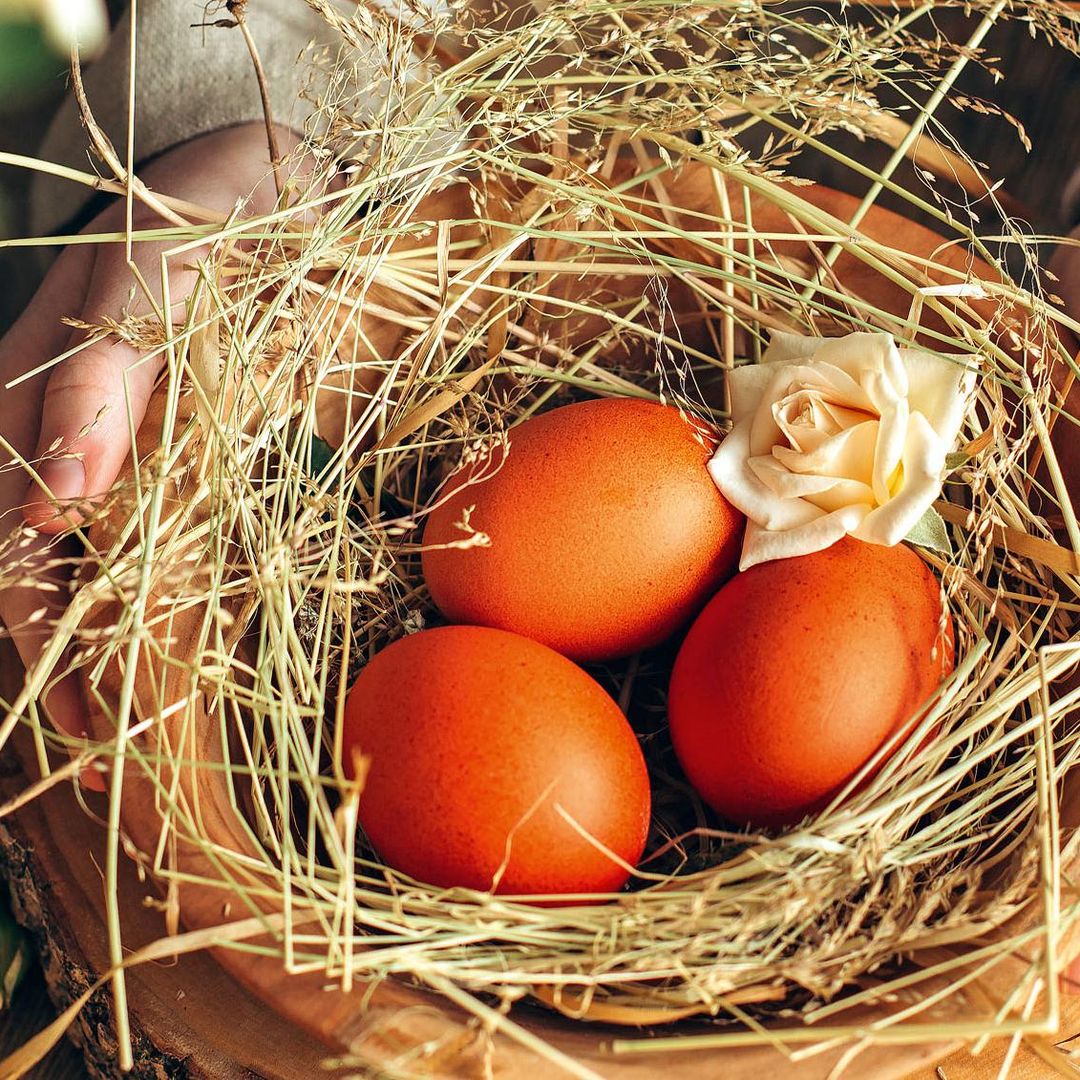 Sanos y nutritivos: los reyes del gallinero