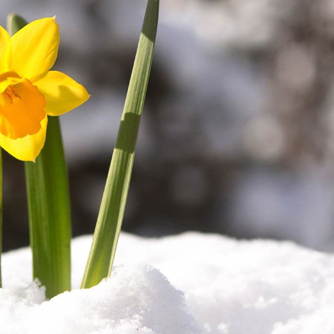 8 plantas de exterior que aguantan bien el invierno en tu terraza o jardín