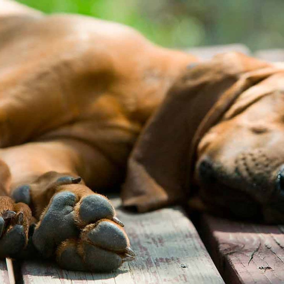 Qué hacer si muere tu mascota