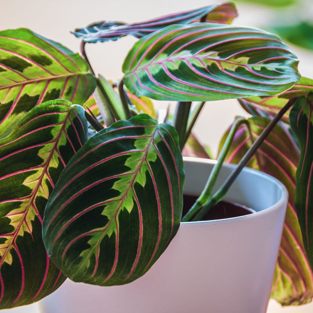 Maranta leuconeura, una planta que purifica el aire y conquista por su ornamental follaje